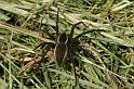 Dolomedes_fimbriatus_D5112_Z_90_Canal du Nivernais_Frankrijk